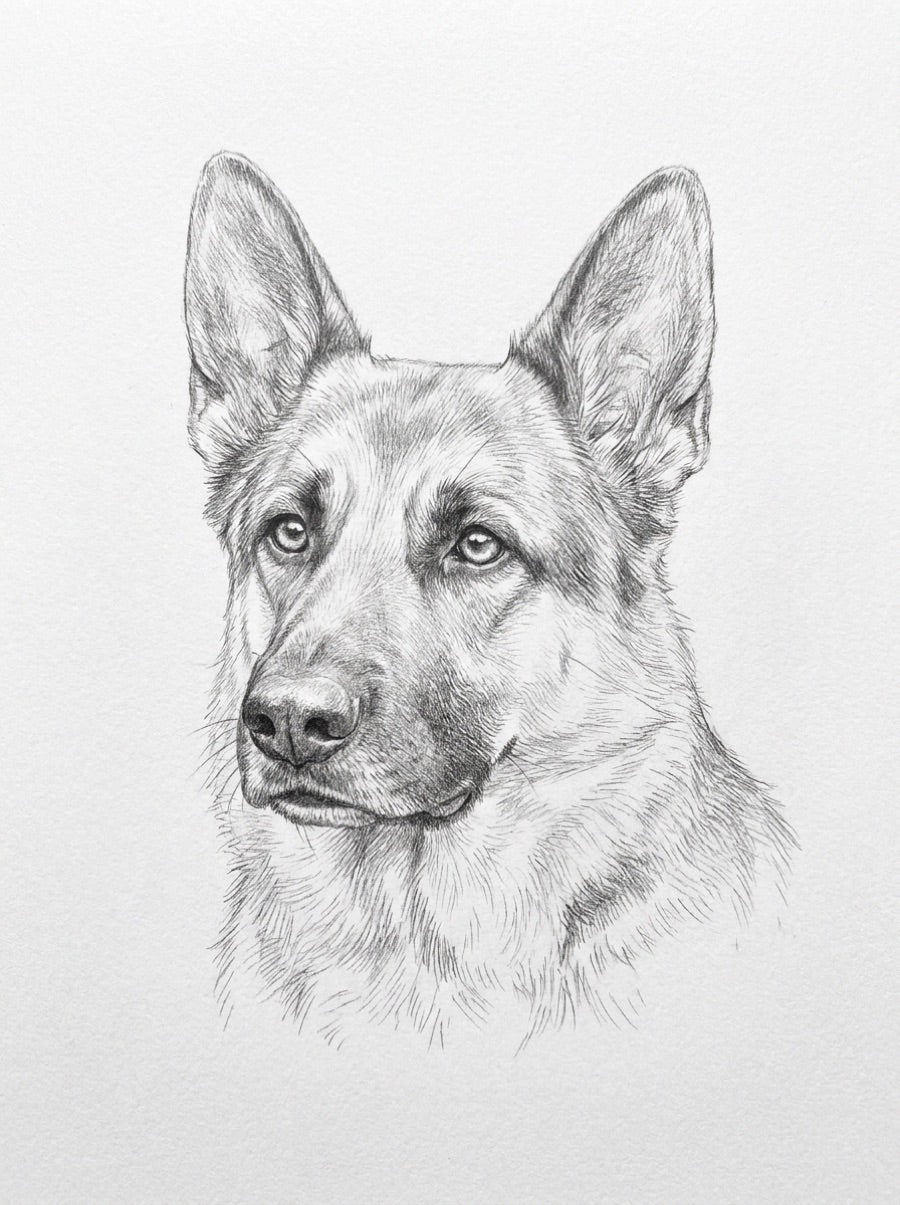 Schäferhund Bleistift